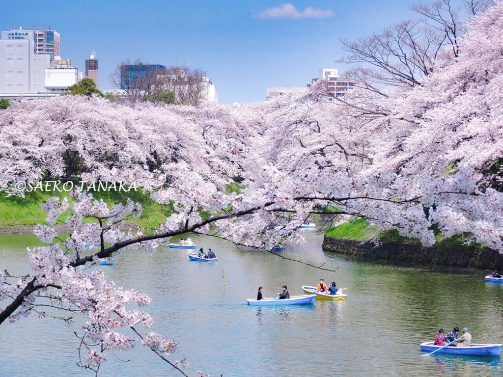 Top 9 Beautiful Cherry Blossom Viewing Spots in Tokyo