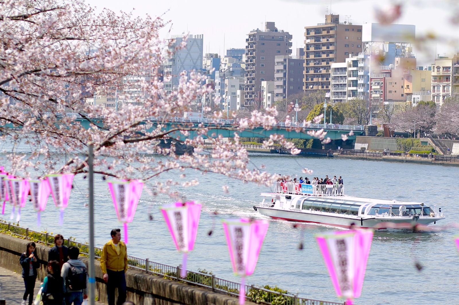 Top 9 Beautiful Cherry Blossom Viewing Spots in Tokyo